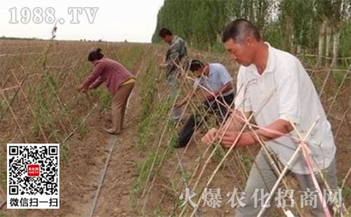 地膜山药种植