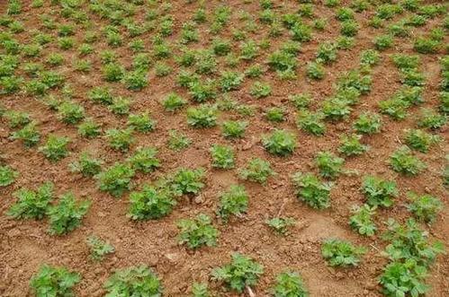 种植花生需要施什么肥料好