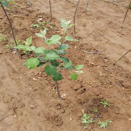 鲁丽苹果苗繁育基地