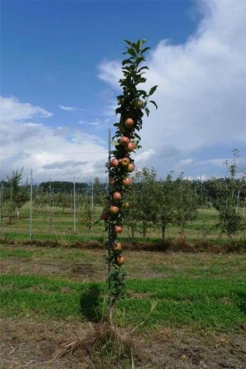 柱状苹果怎样修剪