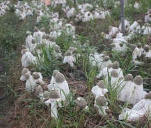 大田竹荪种植病虫害方法与技术