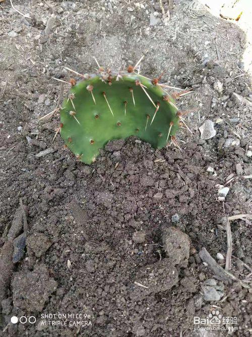 仙人掌种植技术怎么浇水(带根仙人掌移栽怎样浇水)