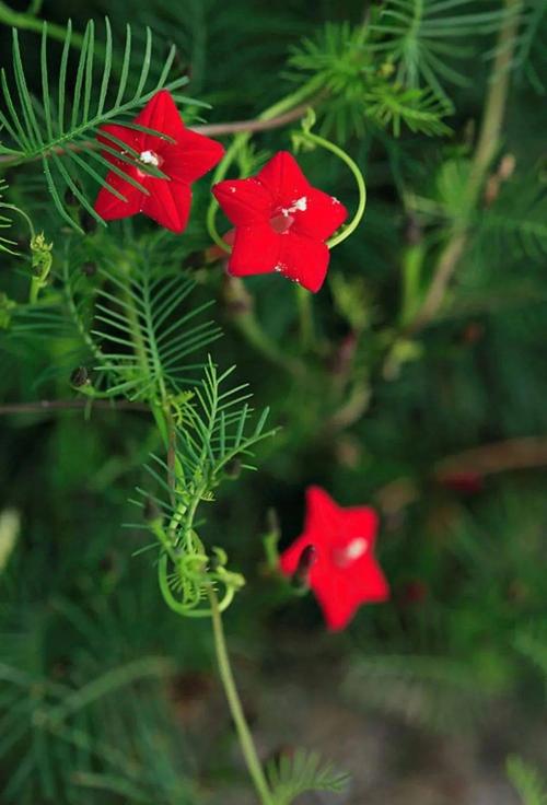 五星花种植技术(五星花的种子什么时候种最好)