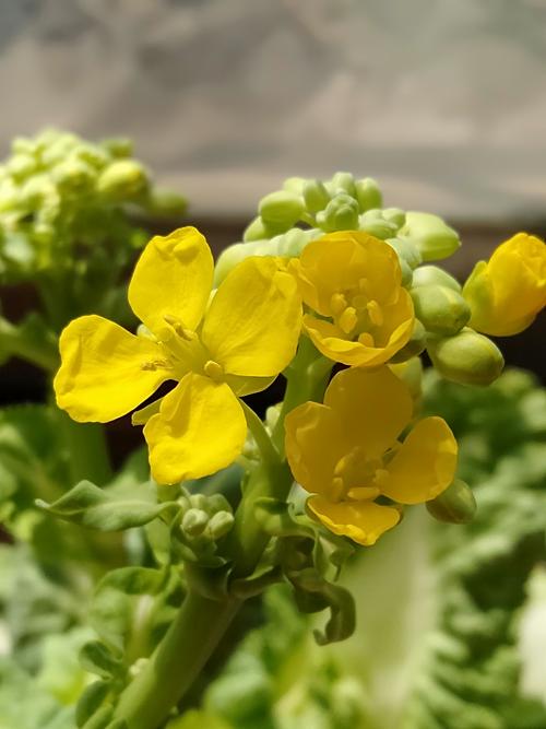 白菜花种植技术视频(白菜花种植技术及管理)