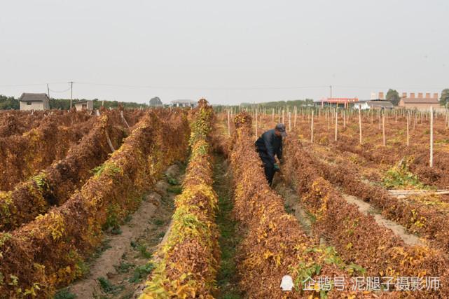 山药豆种植技术视频教程