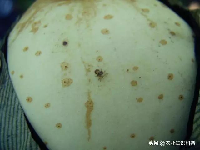 梨树套袋后4种害虫伤果能力惊人(梨树套袋口粘什么药防止害虫)