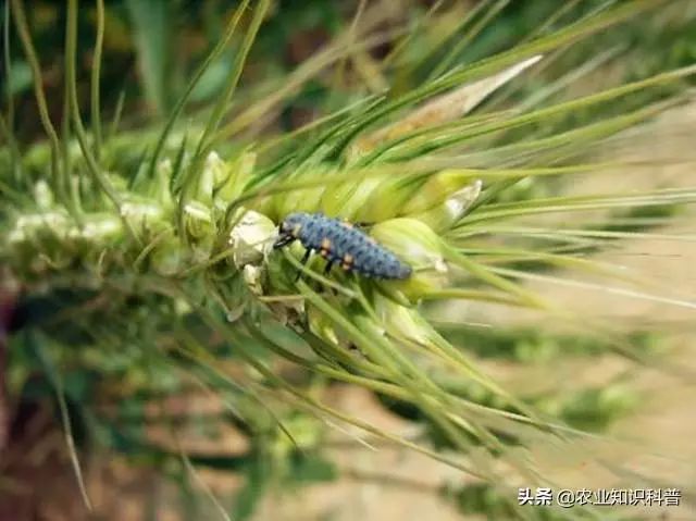 梨树套袋后4种害虫伤果能力惊人(梨树套袋口粘什么药防止害虫)