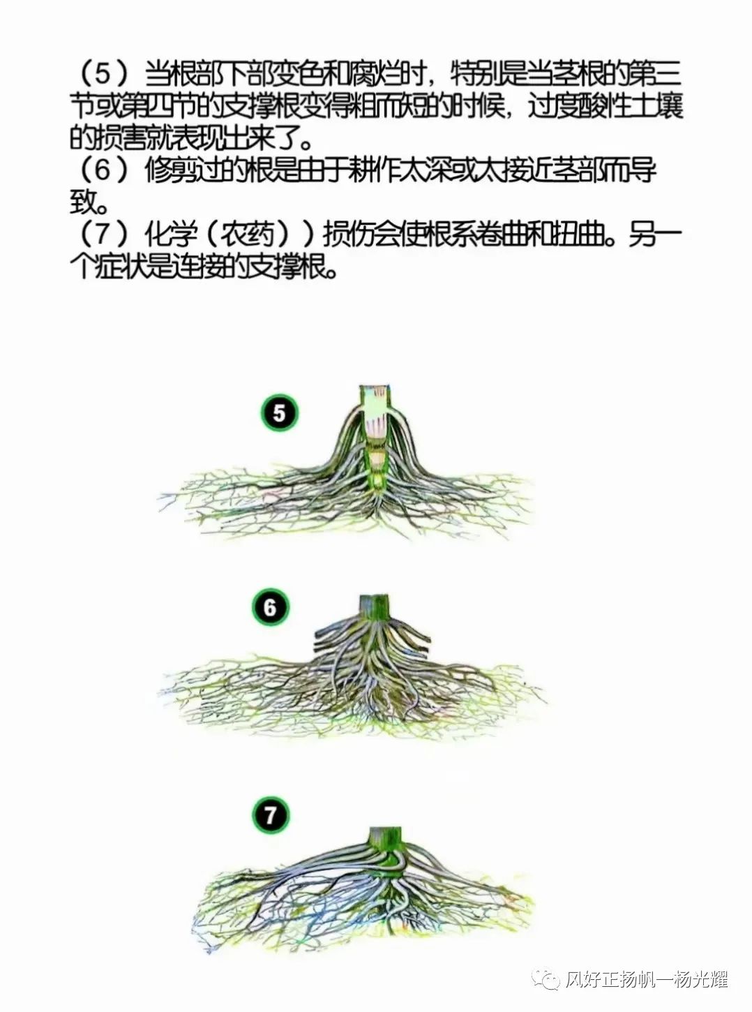 玉米种植缺营养症状的表现图解(玉米缺苗种什么好)