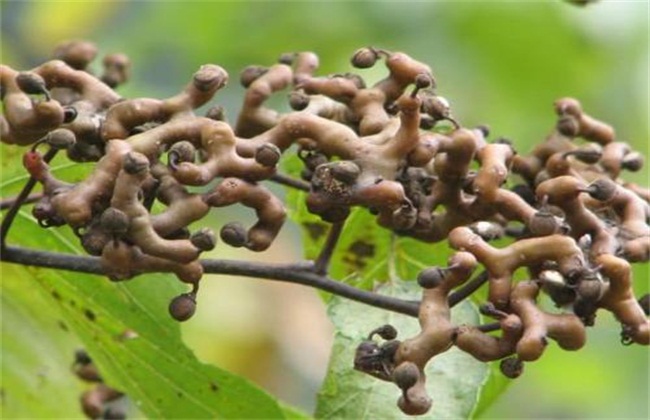 拐枣树怎么种植(种植牙哪个品牌好)