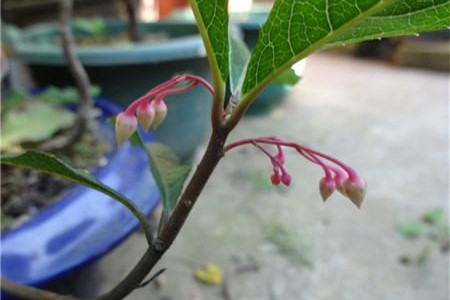 富贵籽几月开花(富贵子是几月份开花)