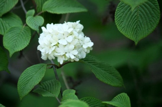 石楠花的花语和文化寓意(石楠花的味道像什么)