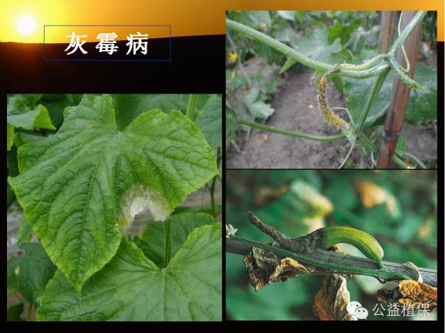 大棚蔬菜病害鉴定图册(大棚蔬菜的病虫害防治)