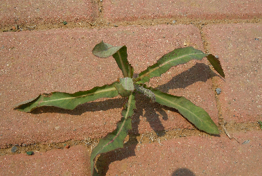 山野菜大全(黑龙江山野菜大全)