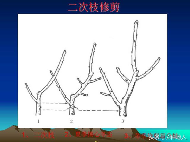 核桃整形修剪技术图解(树木整形修剪技术图解)