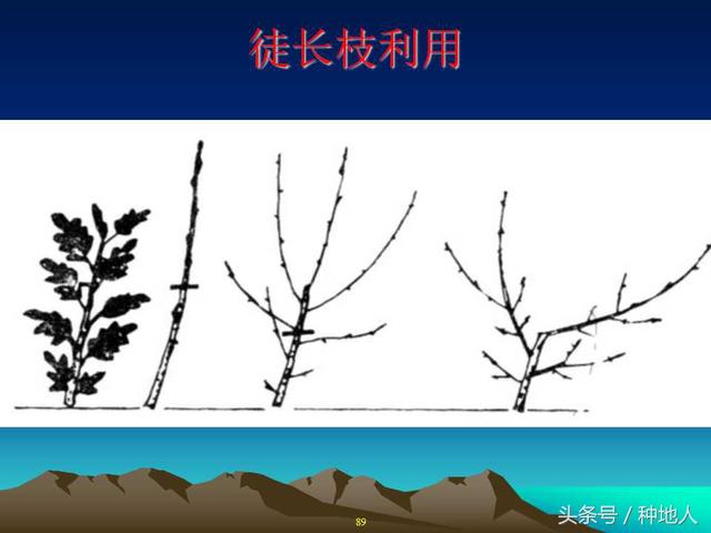 核桃整形修剪技术图解(树木整形修剪技术图解)