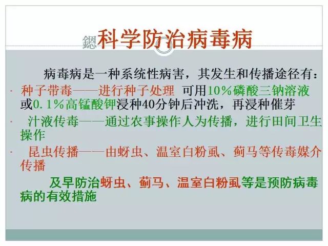 辣椒病虫害高清图谱 解决方案(小米辣椒的种植及病虫害预防)