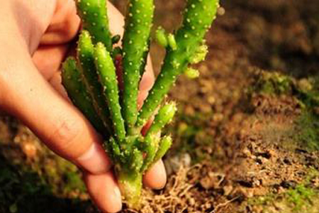 招财手植物怎么养(仙人掌招财手植物怎么养)