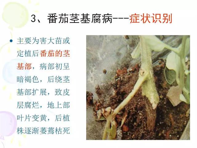 番茄病虫害图解及防治方法(番茄病虫害图片与防治方法)