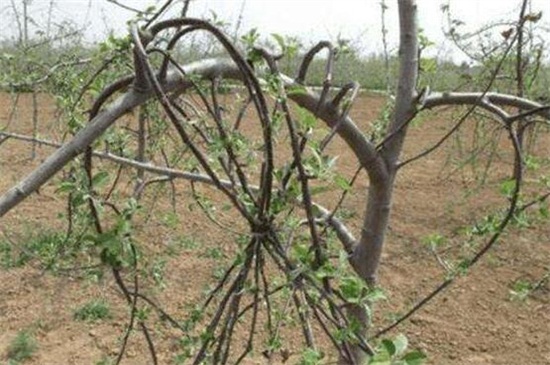 苹果树移栽后几年拉枝(苹果树移栽第一年修剪)