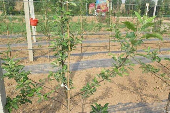 苹果树移栽后几年拉枝(苹果树移栽第一年修剪)