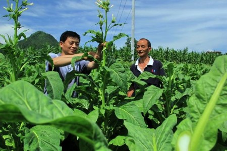 北方苗木的养护方法技巧(北方苗木品种大全)