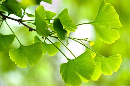 银杏树种植位置与风水(银杏树种植位置与风水关系)