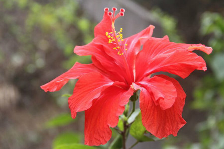 怎么种植扶桑花好(大棚种植扶桑花教程)