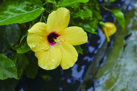 怎么种植扶桑花好(大棚种植扶桑花教程)