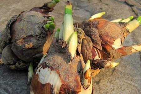 水仙花不开花解决办法(水仙开花后怎样留明年)