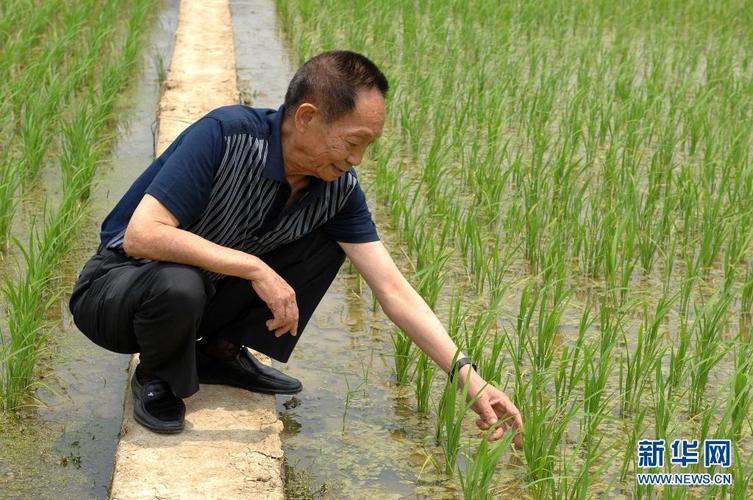 水稻种植技术关于水稻种植