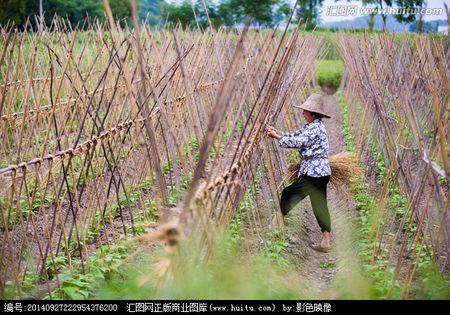 种豆角搭架子