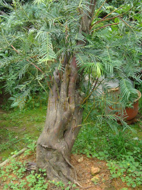 国家一级植物 红豆杉