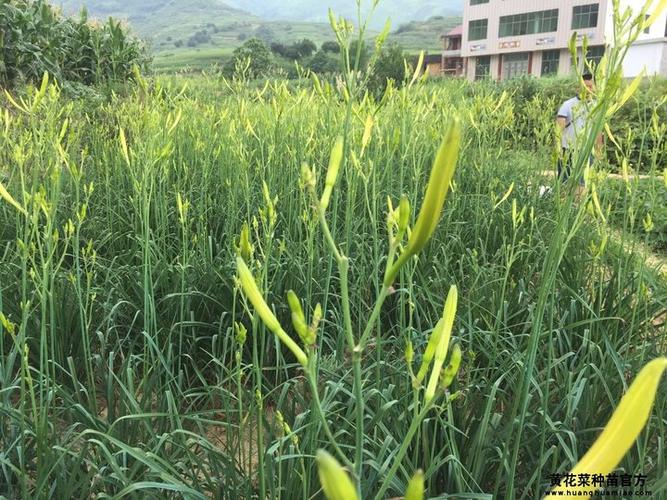 如何种植黄花菜