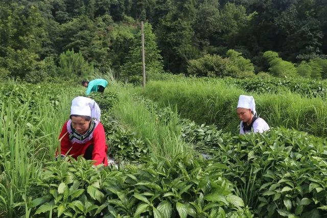 什么药材种植一年就可以收获