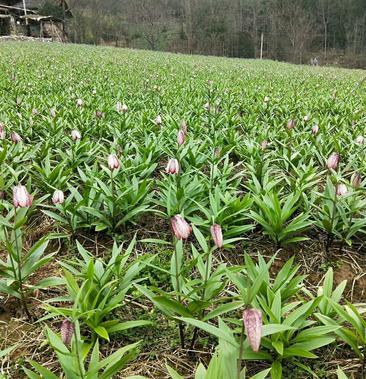 川贝母植株