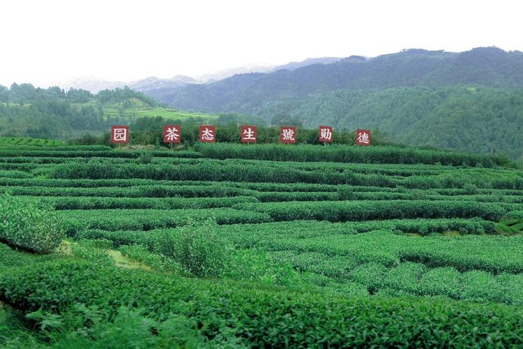 生态茶园建设技术