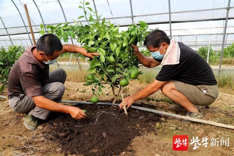 柑橘树种植技术(柑橘树嫁接技术视频)