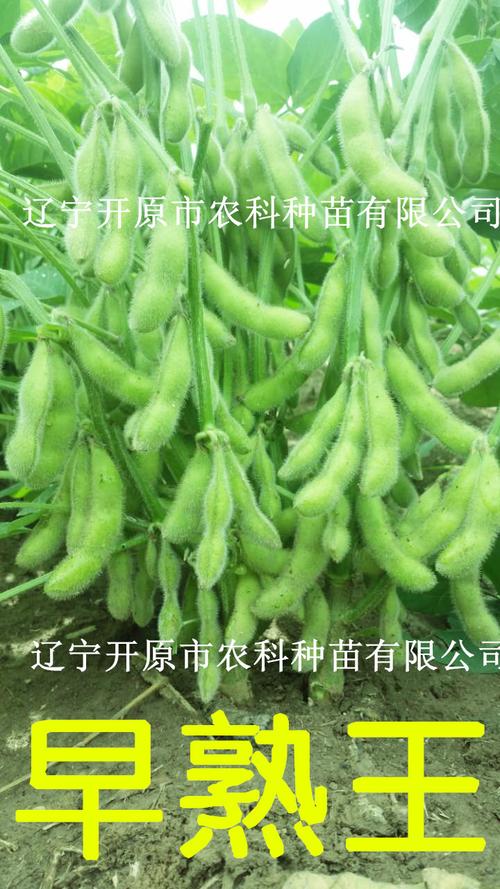 春季早毛豆种植技术