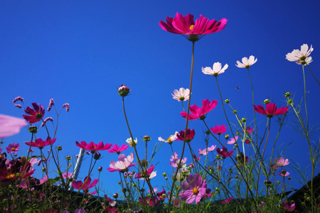 格桑花怎么浇水(格桑花盆栽怎么浇水)