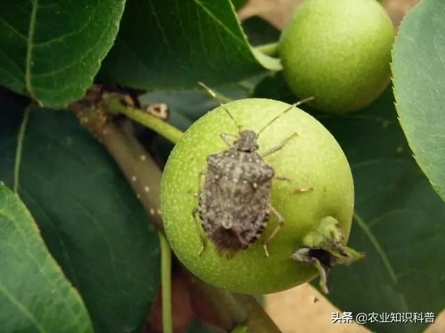 梨树套袋后4种害虫伤果能力惊人(梨树套袋口粘什么药防止害虫)