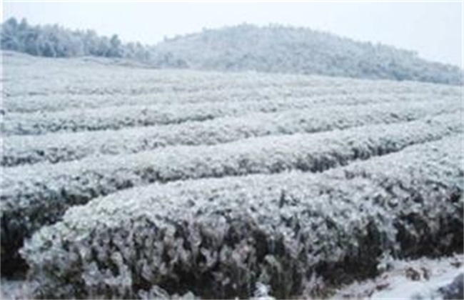 茶树冻害的补救措施(茶树受冻)