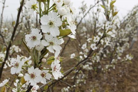 梨花什么季节开(梨花在什么季节开)