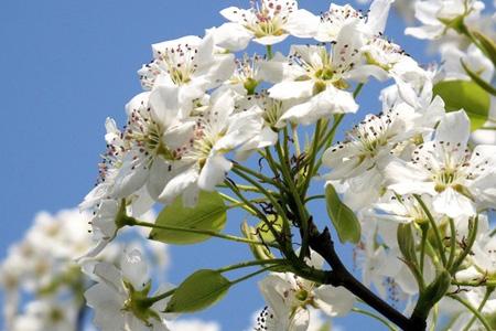 梨花什么季节开(梨花在什么季节开)