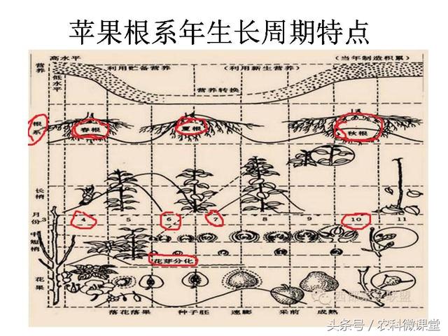 苹果秋冬施肥管理技术(苹果树冬季施肥好.还是来年春季好)