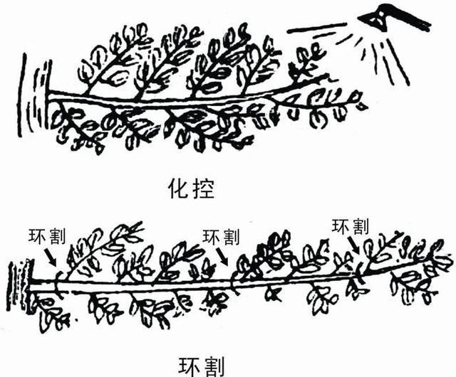 苹果园夏管六法