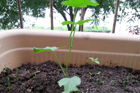 秋葵的种植时间和办法