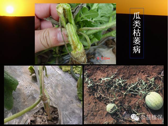 大棚蔬菜病害鉴定图册(大棚蔬菜的病虫害防治)