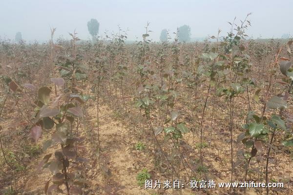 早酥红梨种植技术(香椿树种植技术)