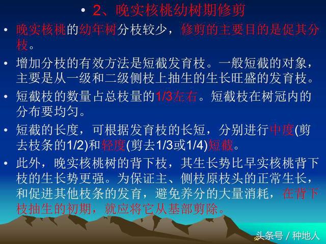 核桃整形修剪技术图解(树木整形修剪技术图解)