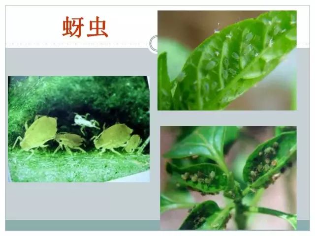 辣椒病虫害高清图谱 解决方案(小米辣椒的种植及病虫害预防)